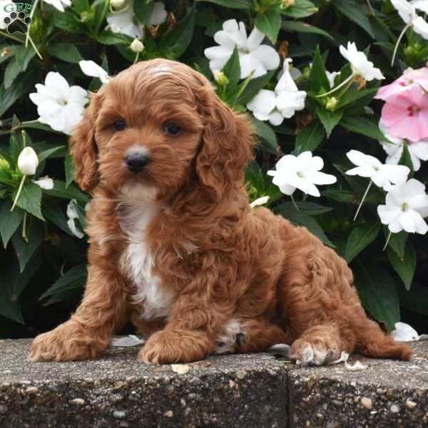 Ollie, Cavapoo Puppy